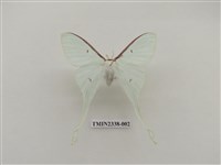 藏品(姬長尾水青蛾)的圖片